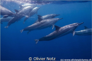 Spinner dolphin (Stenella longirostris) while snorkeling ... by Olivier Notz 